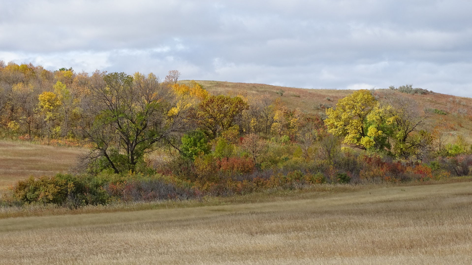 Fall color Scene